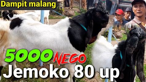 5000 JEMOKO PE LAPAK MAPEC PASAR HEWAN DAMPIT MALANG 13