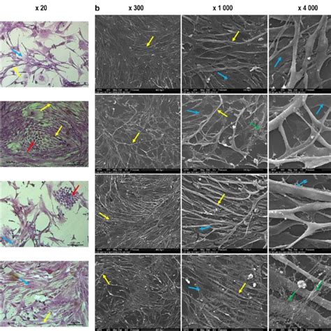 Cell morphology evaluated by optical microscopy (a) and scanning ...