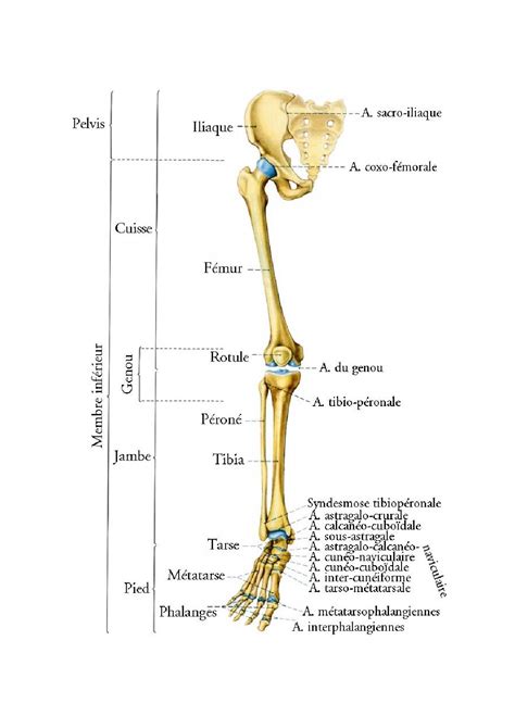 Anatomie Du Membre Inferieur