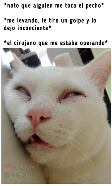 Pasa Jeje Cartoon Memes Funny Cat Memes Spanish Memes