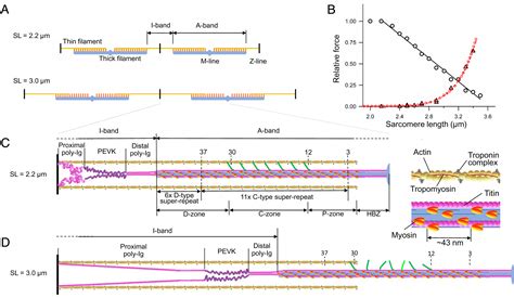 Sarcomere Diagram Myosin Actin