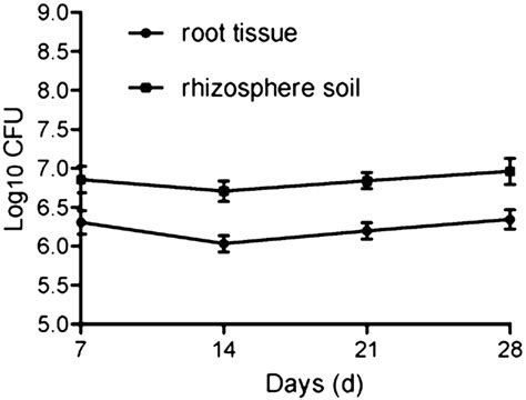 Colonization Of Bacillus Velezensis Strain S3 1 In The Rhizosphere Soil