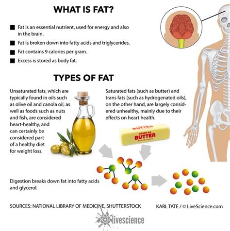 What Are Triglycerides Live Science