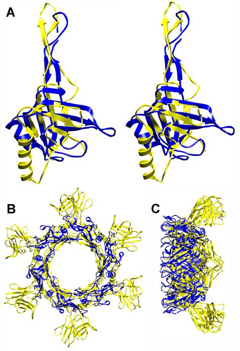 Crystal Structure Of Bacteriophage SPP1 Distal Tail Protein Gp19 1 A