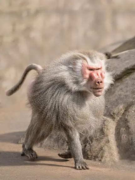 Hamadryas Baboon | The Animal Facts | Appearance, Diet, Habitat