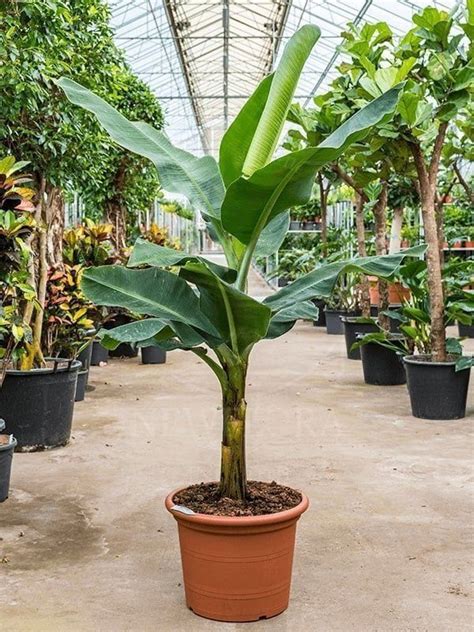 Банановое дерево «musa tropicana» (высота 2 метра) купить с доставкой в СПб