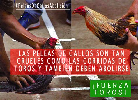 Las Peleas De Gallos Son Tan Crueles Como Las Corridas De Toros Y Deben