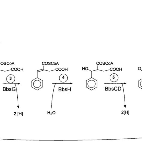 Proposed Pathway Of Anaerobic Toluene Oxidation To Benzoyl Coa The