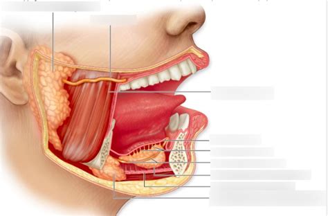 Salivary Glands - Mouth Anatomy Diagram | Quizlet