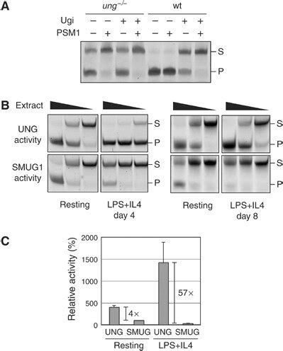 Comparison Of Smug And Ung Uracil Excision Activity During In Vitro