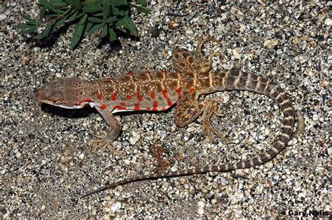 Cope S Leopard Lizard Gambelia Copei By Gary Nafis Lizard Reptiles