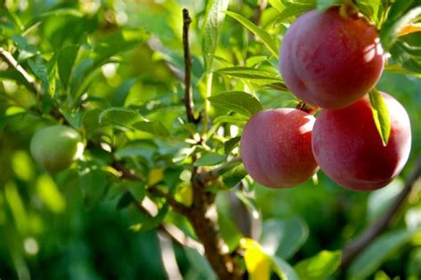 This amazing tree grows 40 different kinds of fruit