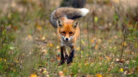 Are Foxes Dangerous To Humans & Dogs?