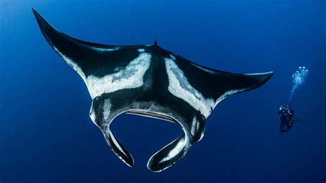 South Africa Celebrates First Ever World Manta Ray Day