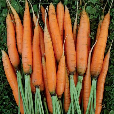 Carrot Organic Seeds Heirloom Open Pollinated Non GMO Etsy