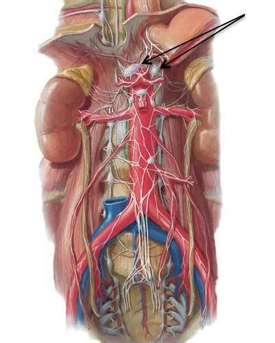 Solar Plexus Anatomy