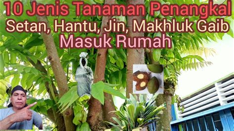 Jenis Tanaman Penangkal Hantu Setan Jin Makhluk Gaib Masuk Rumah