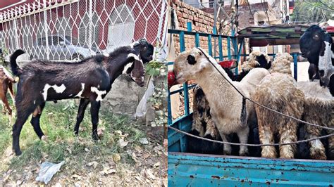 Qurbani New Mal Ke Entry Desi Mundra Nagra Daba Kajla Chatra Desi