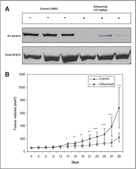 Figure 6 From JAK1 Activates STAT3 Activity In Non SmallCell Lung