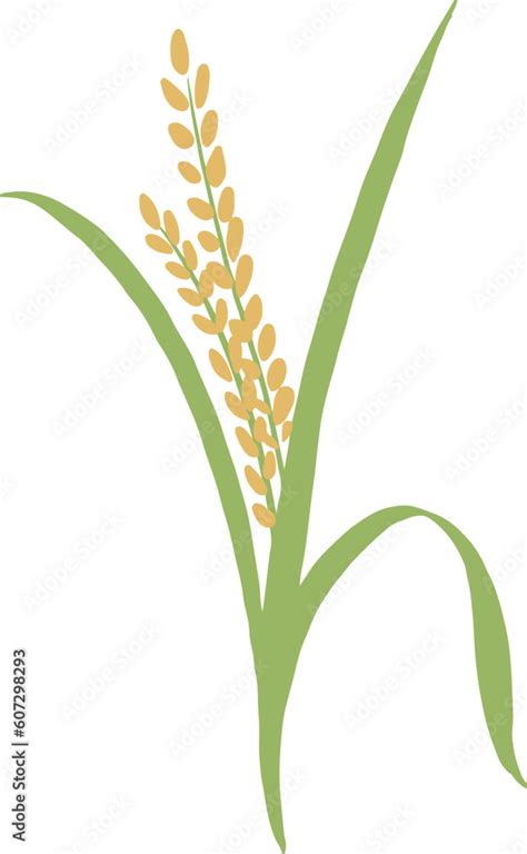 Rice Ear, Rice, Straw, Leaves, Agriculture, Grass, Plant, Rice Ear ...