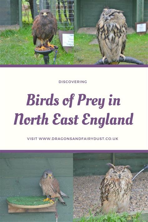 Discovering Birds Of Prey In North East England Dragons And Fairy Dust