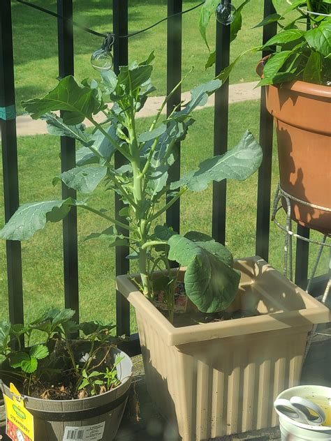 Can someone explain why my strawberry bush is so tall and refuses to