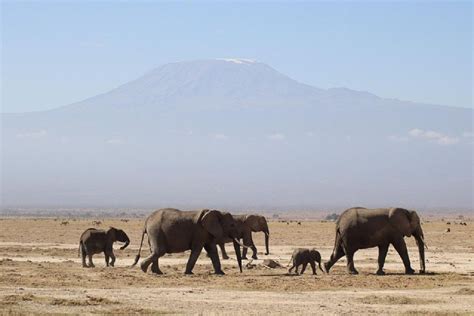 Excursión de un día al Parque Nacional Amboseli desde Nairobi