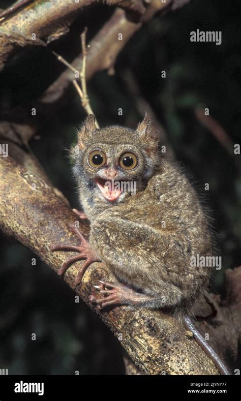 Western Tarsier Cephalopachus Bancanus Bukit Barisan Selatan