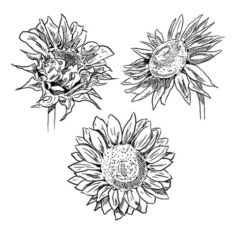 Premium Vector Set Of Sketch And Hand Drawn Element Sunflower Flower