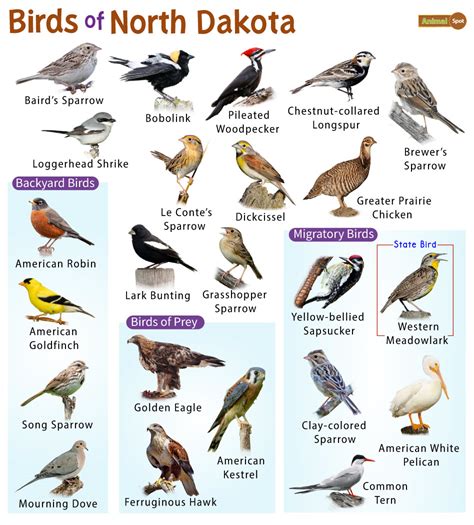 North American Birds List