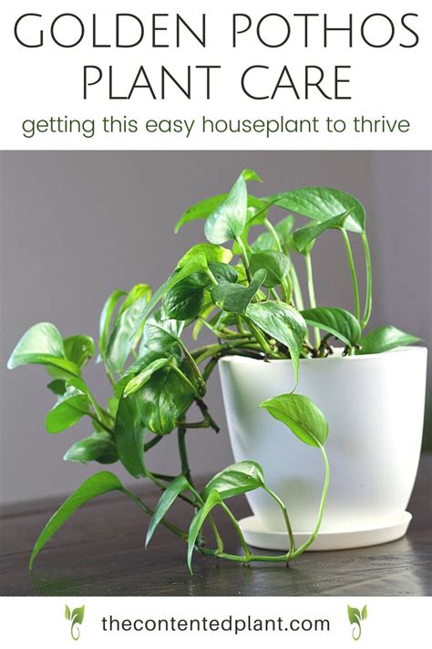 Read This Printable Golden Pothos Care Guide For Complete Instructions On How To Have A Thriving