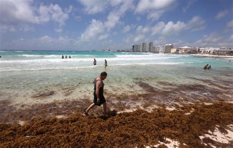 Se Acelera La Erosi N De Playas En El Caribe Mexicano Quintana Roo Hoy