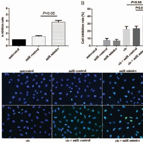 Microrna 152 Increased Cisplatin Induced Apoptosis In A549cis Cells