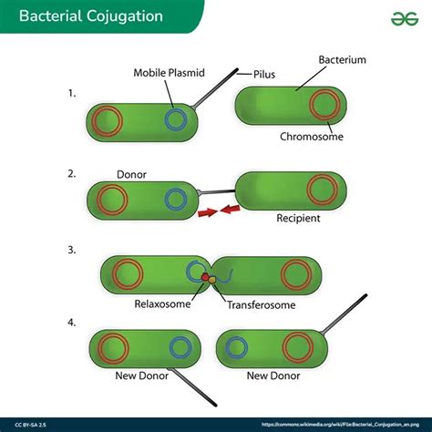 Bacterial Genetics Overview Conjugation Transduction