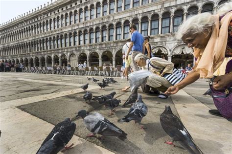 Feeding Pigeons editorial image. Image of woman, tourism - 67684300