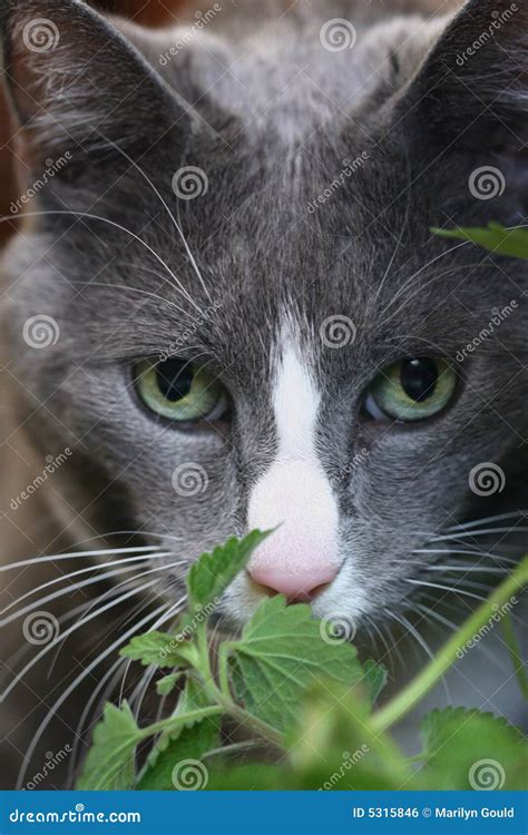 Grey Cat With Green Eyes Royalty Free Stock Image - Image: 5315846