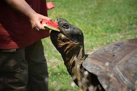 How Much & How Often to Feed Tortoises: Vet-Reviewed Guide | Hepper