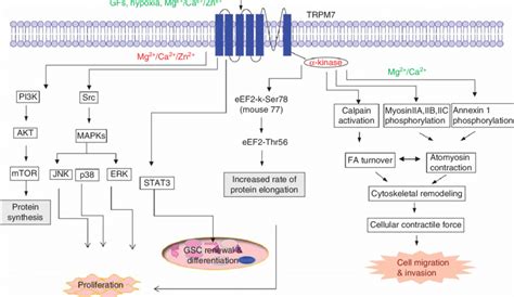 Schematic Model Of The Trpm7 Associated Signaling Pathways That