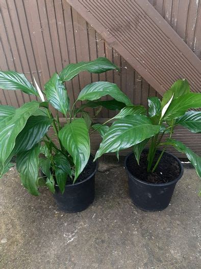 Peace Lily House Plant For Sale in Ballyfermot, Dublin from trulock