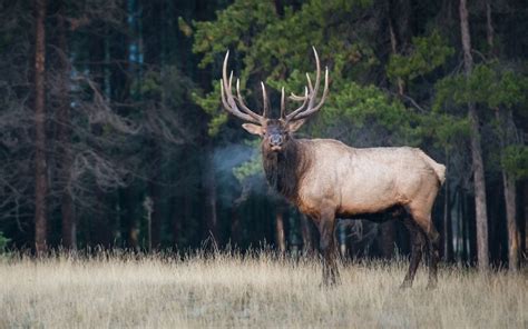 Wildlife You’ll See in Hells Canyon | River Adventures