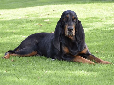 Pin By Becky Krichevsky On Black And Tan Coonhounds Coonhound Black