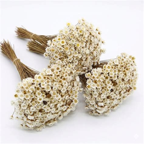 Flor Seca Sempre Viva - Flor Sempre-Viva Branca | Flores Secas 1000 a 5000 para Casamento ...