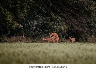 274 Deer Sex Images Stock Photos Vectors Shutterstock