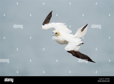 Northern Gannet Morus Bassanus A Single Th Year Plumaged Bird In