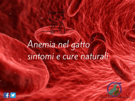 Anemia Non Rigenerativa Gatto Rigenerativa Cause Cure Naturali Elicats It