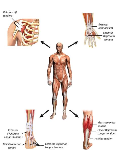 1 Tendons present anatomical variety to support form and function ...