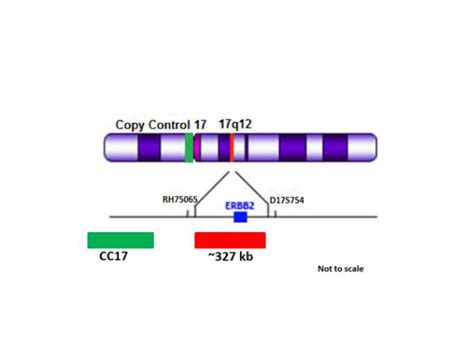 ERBB2 (17q12) Red + Copy Control 17 Green FISH Probe - Biocare Medical