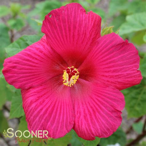 Big Hit™ Red Hardy Hibiscus | Sooner Plant Farm