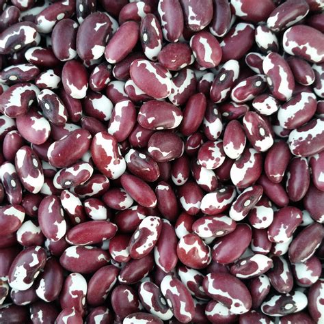 Anasazi Beans – Vibrant Earth Seeds