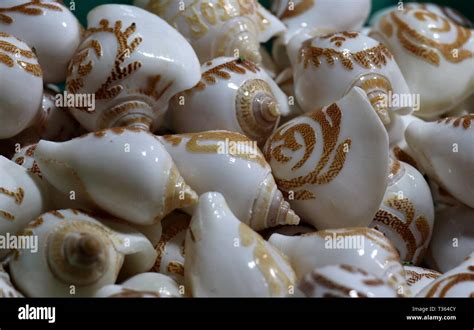 Sea Shells In The Market Conch Shells At Puri Sea Beach Evening Market